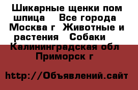 Шикарные щенки пом шпица  - Все города, Москва г. Животные и растения » Собаки   . Калининградская обл.,Приморск г.